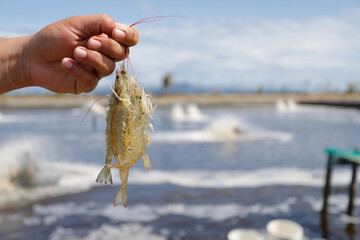 Fresh, raw Pacific white shrimp (Litopenaeus vannamei) in hand at an aquaculture farm. © Bastera rusdi