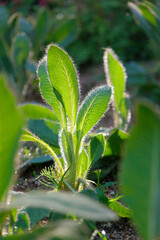 nature in spring, young spring leaves lit by sunlight