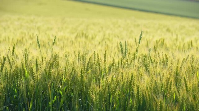 Golden Wheat Field in Biei, Hokkaido, Japan