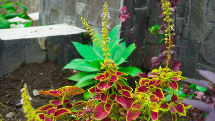 green leaves in the garden