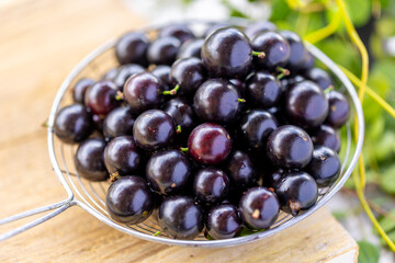 Exotic and delicious fresh Jaboticaba fruits, a fruit of Amazonian origin