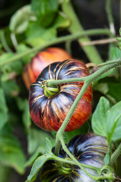 Large, ripe, blue, rebel starfighter tomatoes, growing on the vine of a tomato bush.