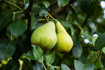 Raw, fresh pear fruit ripening on the stem in a pear tree. Close up shot, no people
