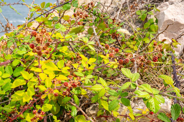 A detailed look at ripening blackberries on a wild bramble bush. Rich in color and texture, this image is perfect for themes of foraging, nature’s bounty, or organic lifestyle