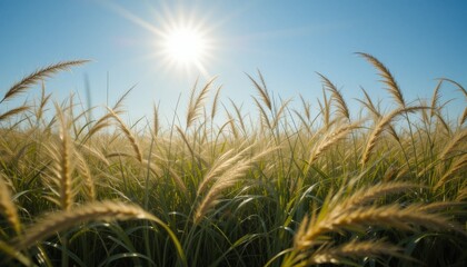 A sun-drenched field of tall grass with the wind visibly blowing through it, creating a sense of movement and peace.
