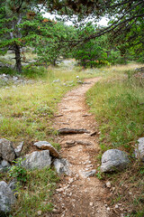 Forest hiking trail through rocky terrain. Ideal for outdoor, adventure, and eco-tourism themes