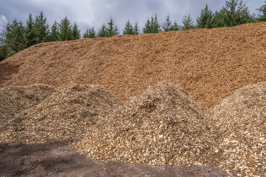 Huge mulch pile from spruce trees, with blue sky and white clouds, Denmark, July 2025