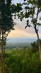 sunset in the forest