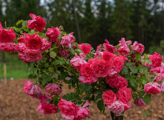 Close-up of a beautiful garden rose. garden flowers. 