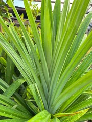 Fototapeta premium close up of palm leaves
