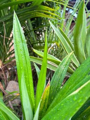 Obraz premium aloe vera plant