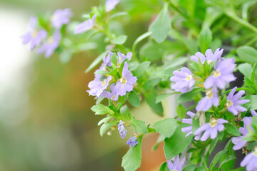 Fairy Fan Flower , Half flower or Scaevola or Scaevola sp or purple flower