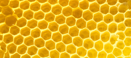A close-up of golden-yellow honeycombs made of many hexagonal cells. This macro shot shows perfect natural geometry and texture filled with light.