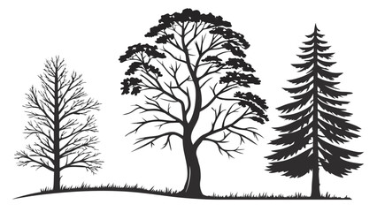 Obraz premium Three Tree Silhouettes Deciduous Broadleaf and Evergreen Conifer.