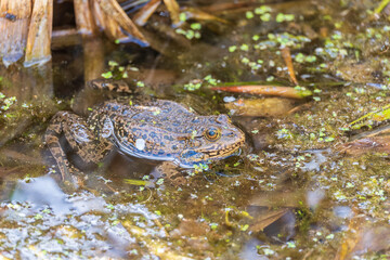 A large green frog sits in the marsh.
