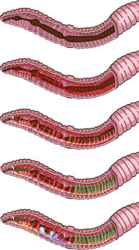 earthworm anatomy diagram, pink, detailed clip art preview