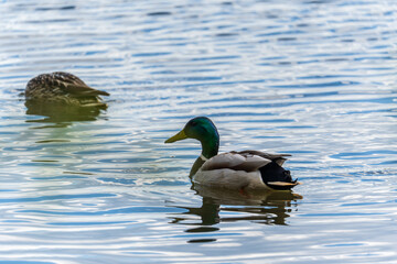 Duck swims in the pond.