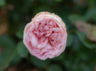 Close-up of a beautiful garden rose. garden flowers.