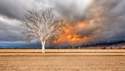 Lonely tree, dramatic sky, arid landscape