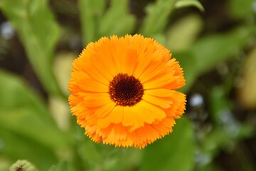 A pretty flower (Calendula officinalis) is blooming in a garden in summer time.