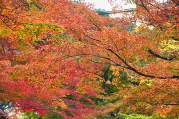 大原　三千院　参道の美しいモミジ（もみじ）の紅葉　（日本京都府京都市左京区）　Beautiful autumn maple leaves on the approach to Sanzenin Temple　（Sanzen-in Temple） in Ohara (Kyoto City, Kyoto Prefecture, Japan)
