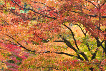 大原　三千院　参道の美しいモミジ（もみじ）の紅葉　（日本京都府京都市左京区）　Beautiful autumn maple leaves on the approach to Sanzenin Temple　（Sanzen-in Temple） in Ohara (Kyoto City, Kyoto Prefecture, Japan)
