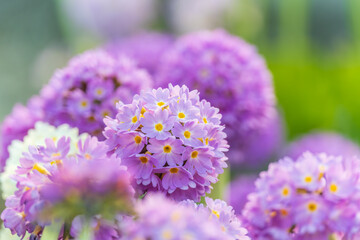Primula denticulata purple in springtime. Pink Primula denticulata (Drumstick Primula) in garden