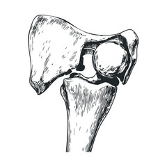 Detailed black and white hip joint illustration of human skeletal anatomy