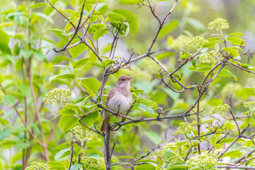 Thrush Nightingale, Luscinia luscinia. A bird sits on a tree branch and sings