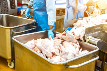 Modern poultry processing plant. Factory for the production of food from meat. Conveyor Belt Food.Automated production line in modern food factory.