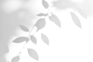 shadow overlay effects of realistic abstract natural tree leaves shadow on wall background,Summer sunlight and shadow overlay effect,shadow for photo interior backdrop studio mockup