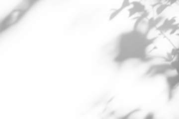 shadow overlay effects of realistic abstract natural tree leaves shadow on wall background,Summer sunlight and shadow overlay effect,shadow for photo interior backdrop studio mockup