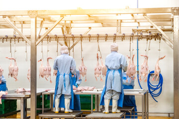 Several factory employees workers, in the production process of selecting the ducks hanging from the hooks of the conveyor belt to making the duck meat cuts.