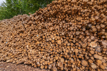 Huge mulch pile from spruce trees, with blue sky and white clouds, Denmark, July 2025