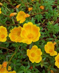 yellow moss rose flowers in the garden
