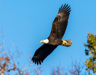 Obraz premium Bald eagle soaring in clear blue sky