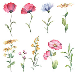 Variety of watercolor wild flowers with bright blooming buds and green leaves. Hand painted blossoms in botanical style, isolated on transparent background