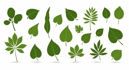 Assortment of Green Leaf Illustrations on White Background, Botanical Design Elements