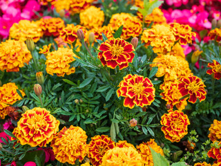 Tagetes patula flowers in full bloom. Bright orange and red marigolds in summer garden. Close-up of vibrant ornamental flowers.