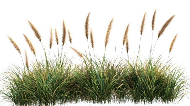 Fresh green grass blades with natural texture isolated on white background
