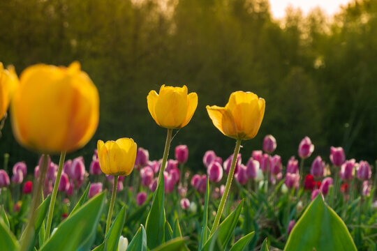 Yellow mustard flowers bloom among assorted pink blooms, creating a colorful landscape in a garden during the warm glow of sunset in early spring - Powered by Adobe