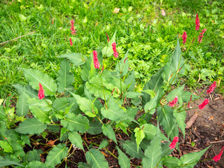 Persicaria amplexicaulis with red flower spikes and green leaves. Ornamental perennial plant in garden bed on grassy background.