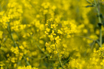 Golden mustard flowers blossom abundantly in a lush field, showcasing their beauty and vitality under the warm sun, highlighting a healthy growth period for the crop