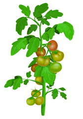 an illustration of tomatoes