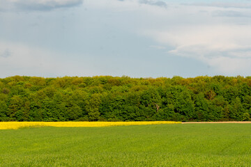 Golden mustard flowers bloom across a field, contrasting with lush green grass and a dense tree line under a mix of clouds in the sky