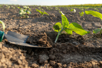 Mustard plants are growing robustly in a fertile field. A shovel rests beside a newly sprouted plant, showcasing the agricultural care in sunny conditions
