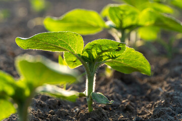 Mustard plants thrive in a field, basking in sunlight while their vibrant green leaves reach towards the sky, marking the growth of the spring season