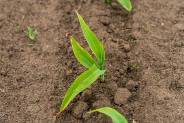 Green mustard seedlings emerge from the earth, showcasing vibrant leaves against dark soil in a sunlit garden. Growth signals a promising harvest ahead