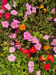 Naklejka premium Colorful moss roses, Portulaca grandiflora in the garden. Florist and coloful flowery background design