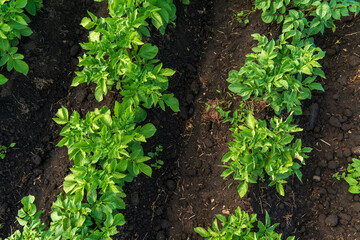 Green mustard plants flourish in neat rows within a cultivated garden space, receiving ample sunlight and showcasing their vibrant leaves against dark soil